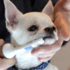 Mira-Pet Toothbrush Kit - Image 6