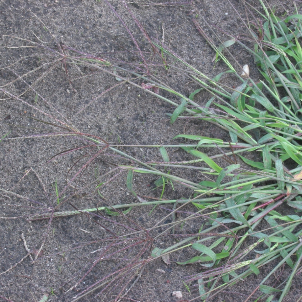 Digitaria