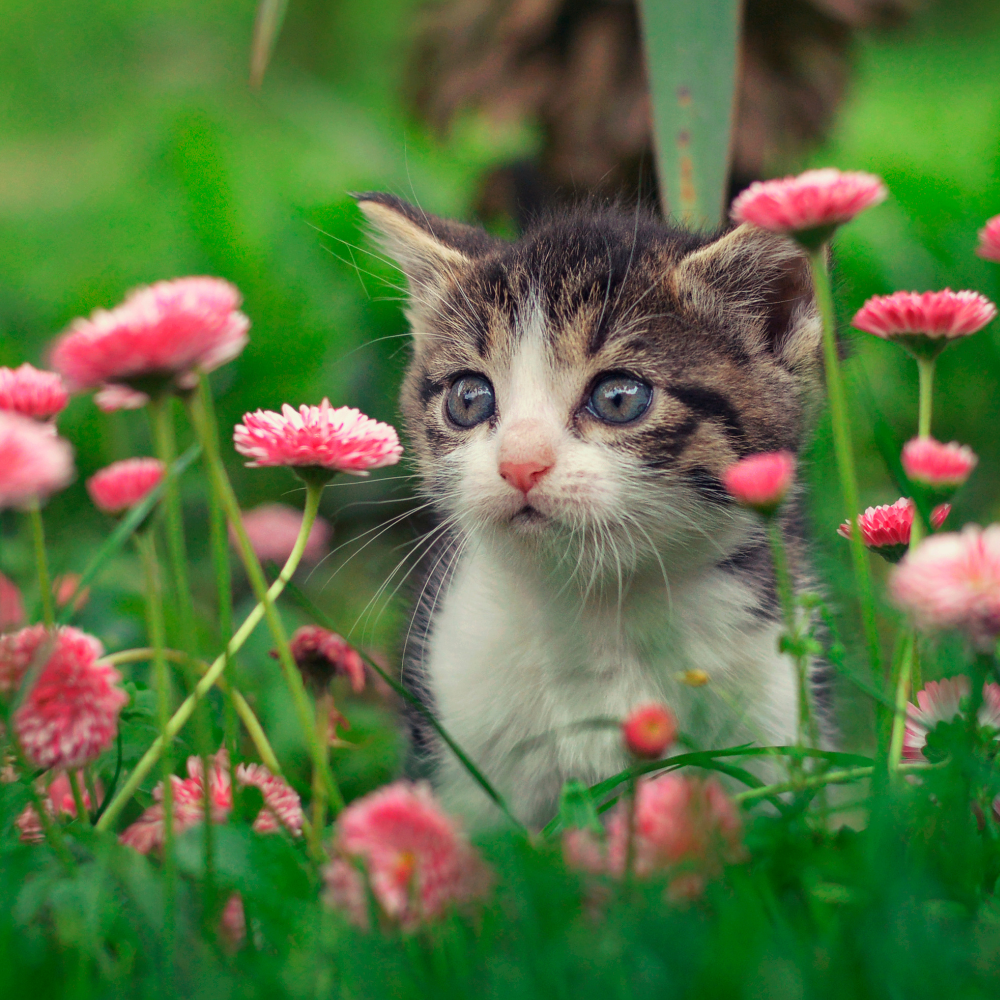 Homeopathic & Flower Essences Archives Greenpet