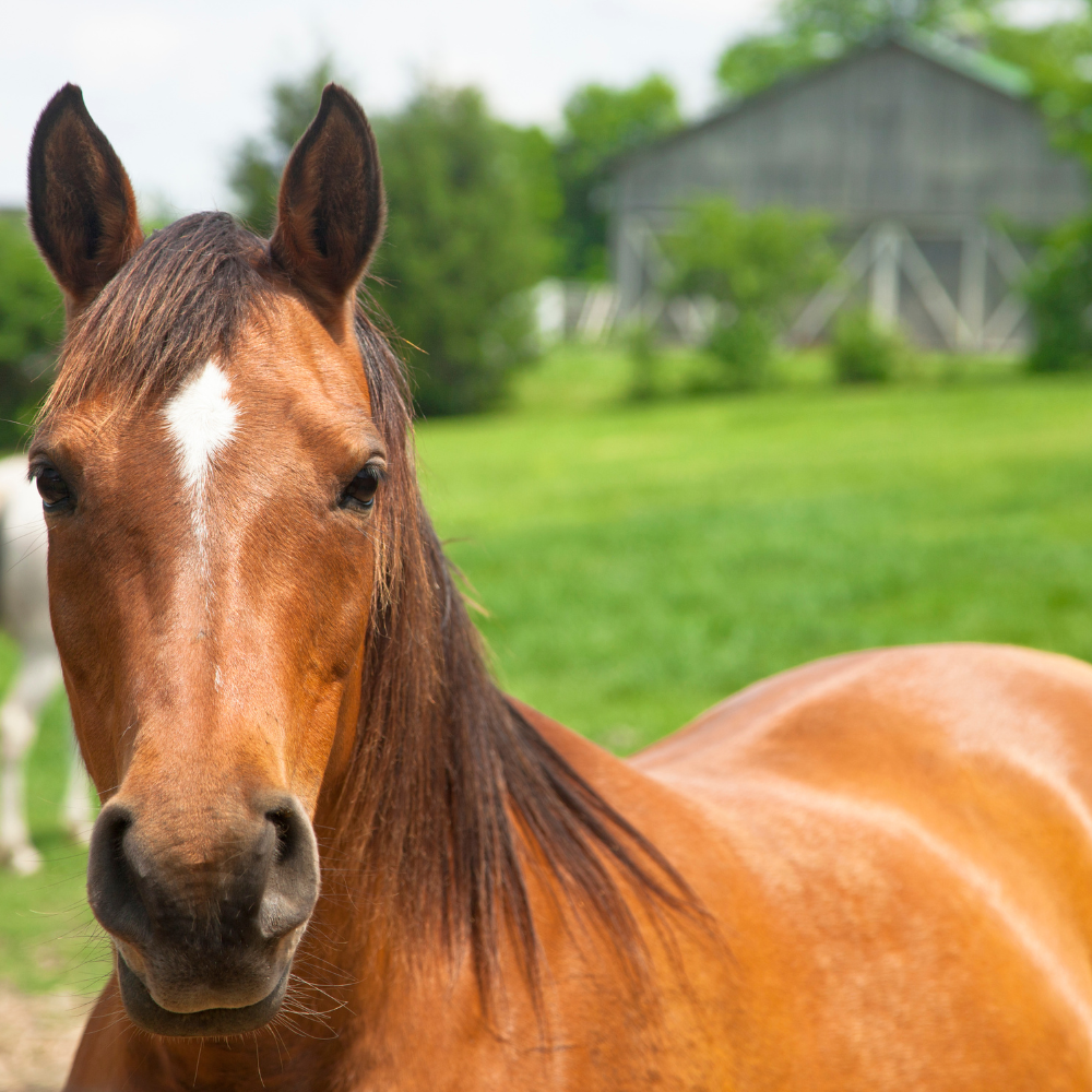Horse Rescue Australia
