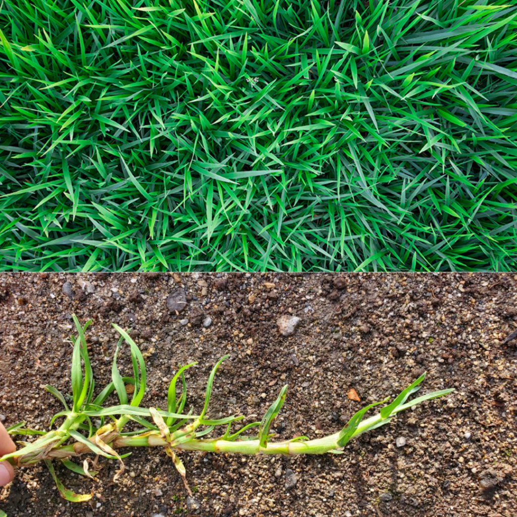 Kikuyu Grass