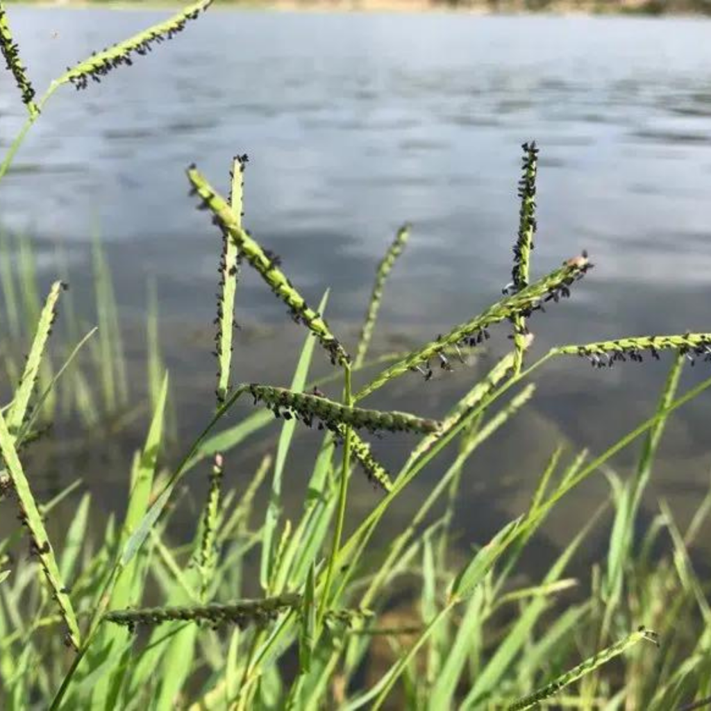 Paspalum