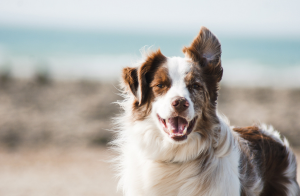 Dog Articles