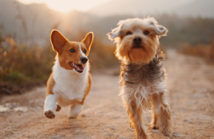 Dog Testimonials