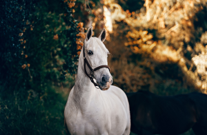 Horse Testimonials 