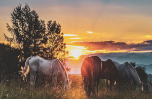 Horse News