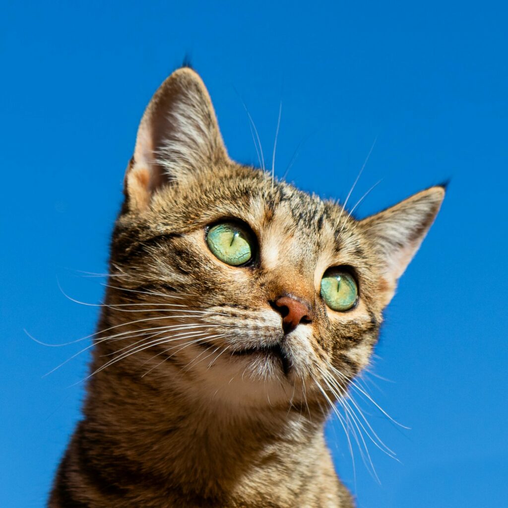 cat-news-articles