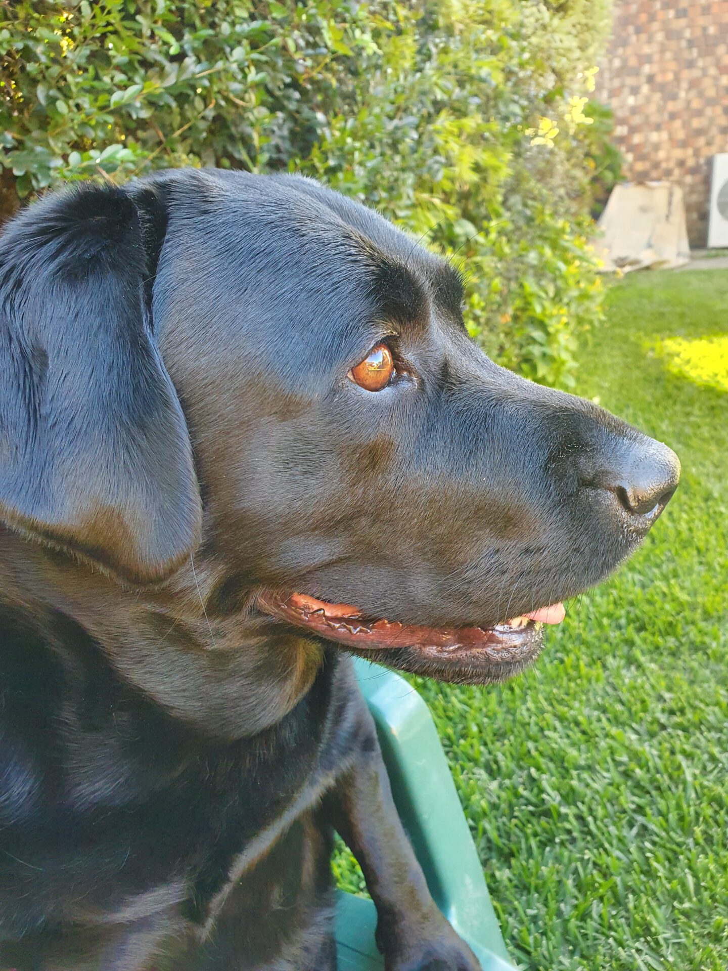 Greenpet Herbal Eye Wash is a truly miraculous product. Greenpet