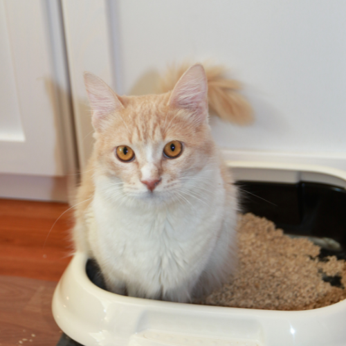 Worms in Dogs & Cats