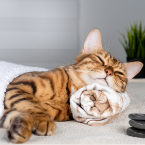 Miscellaneous External Cat Products