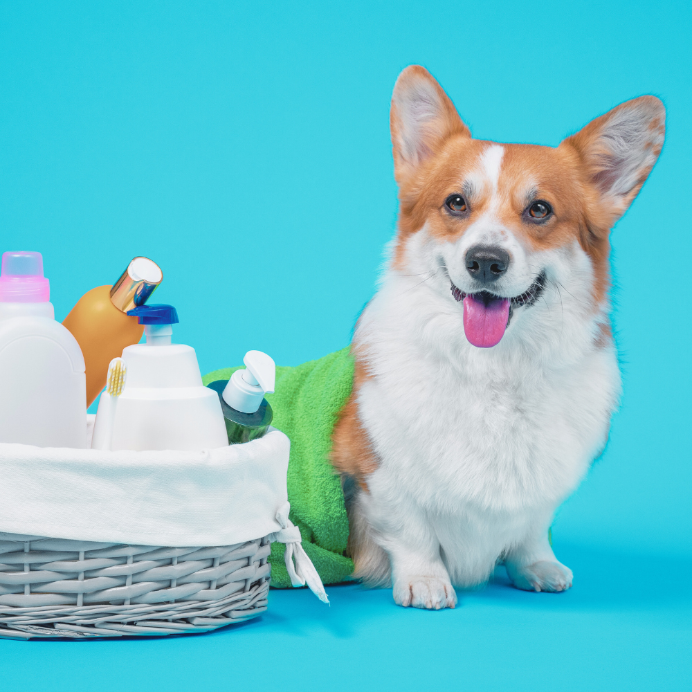Creams, Ointments & Lotions For Dogs