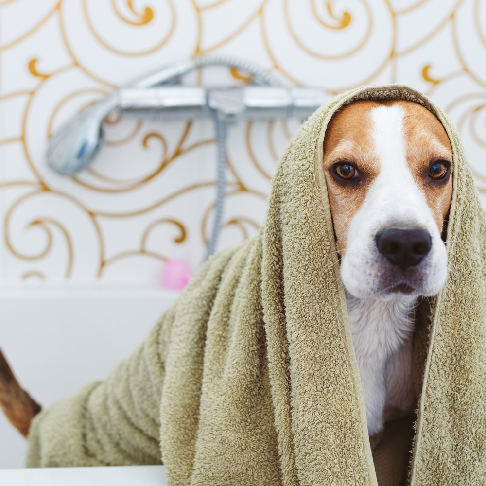 Shampoo & Conditioner for Dogs