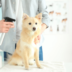 Sprays, Powders, Soaks and Oils for Dogs