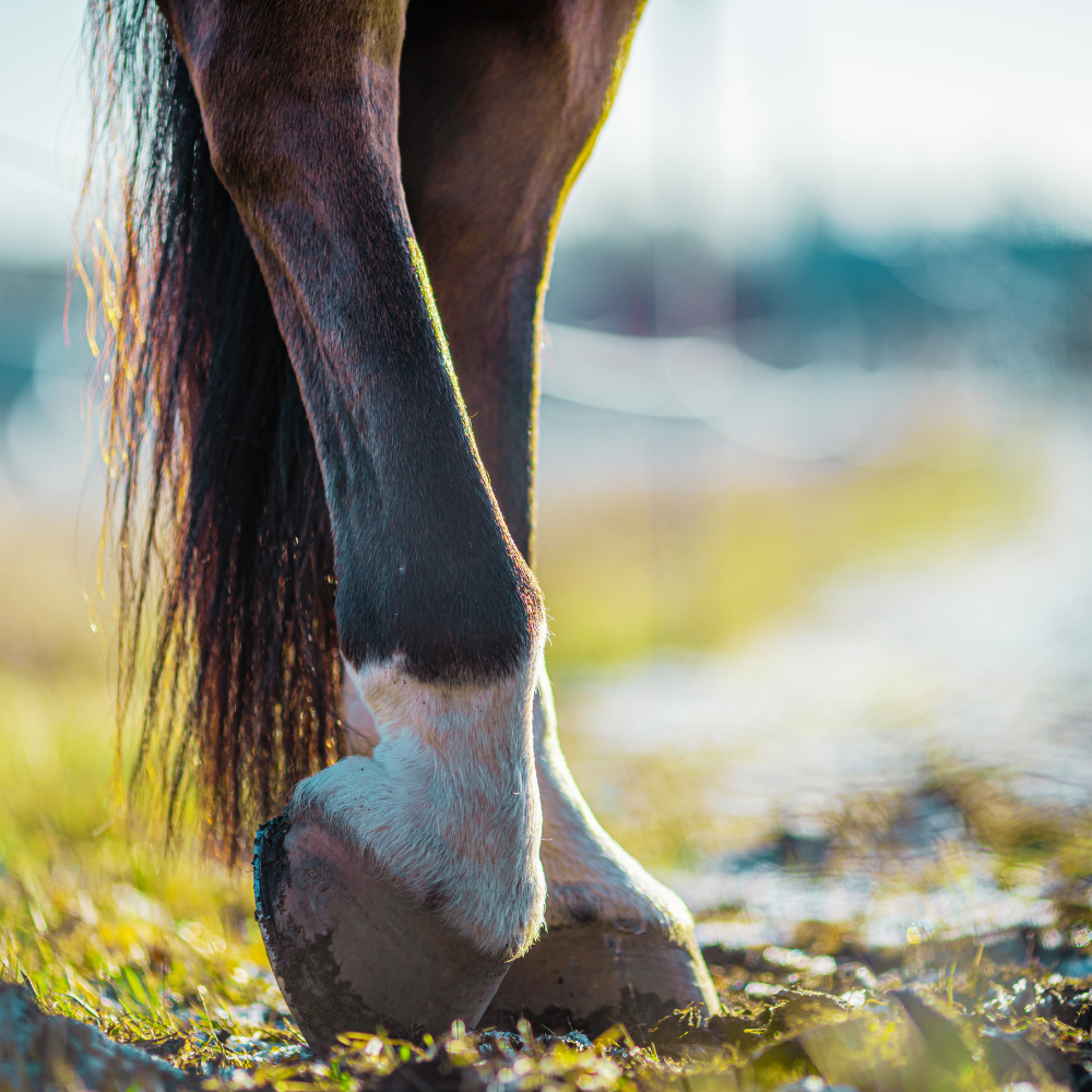 Hoof Care