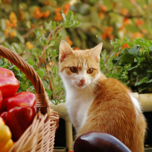 Cat food & Treats