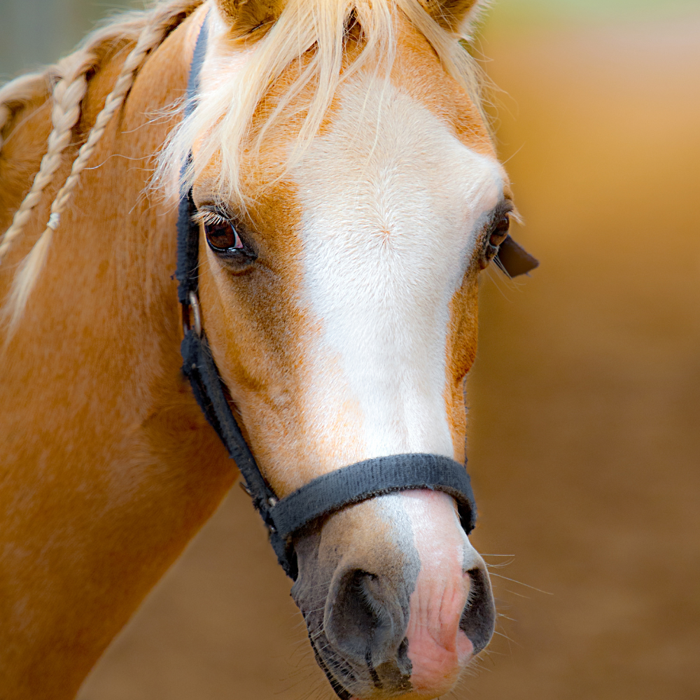 Creams, Ointments, Gels and Lotions for Horses