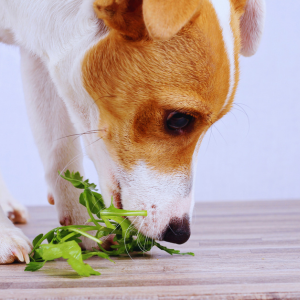Dog Food & Treats