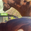 Metabolize before and after