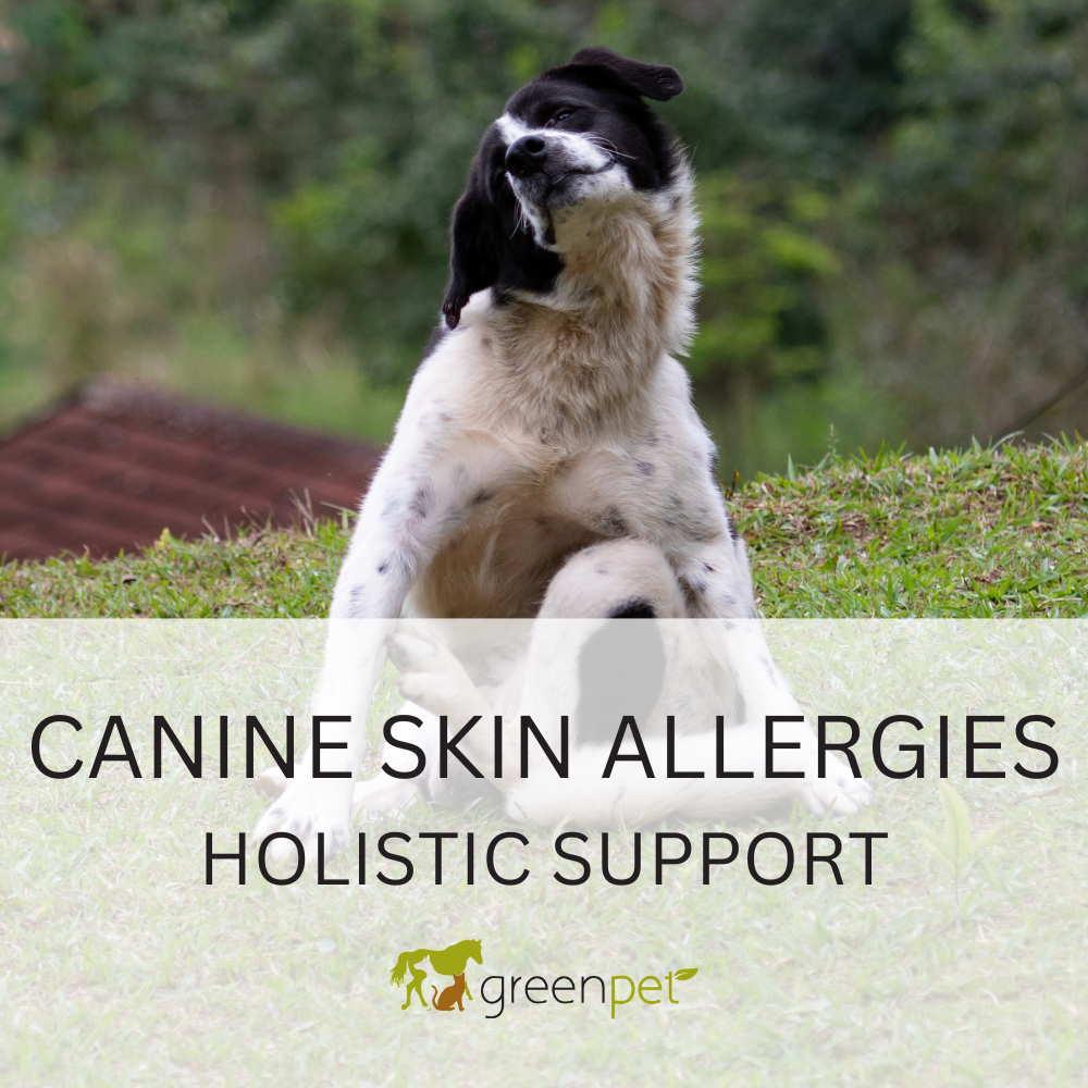 Canine Skin Allergies Holistic Support Guide
