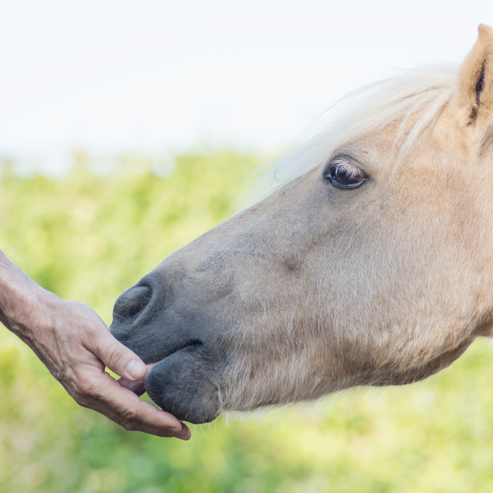 Equine Diet Plans