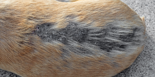 Thickening of the skin