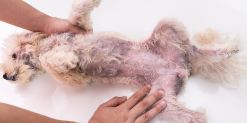 Blackening of the skin