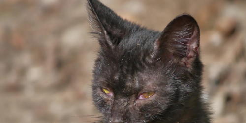 FELINE DERMATITIS