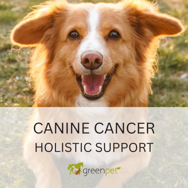 Canine Cancer Holistic Support Guide