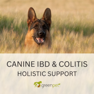 Canine Inflammatory Bowel Disease Support Guide