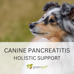 Canine Pancreatitis Holistic Support Guide