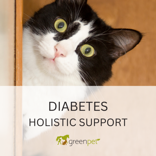 Feline Diabetes Holistic Support Guide