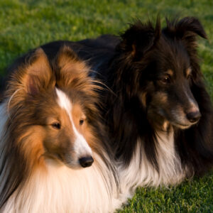 Canine Health Guides