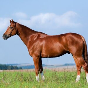 Equine Health Guides