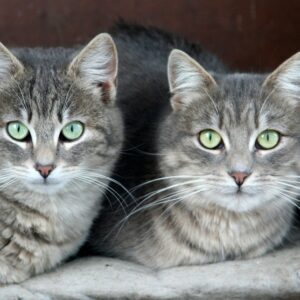 Feline Health Guides