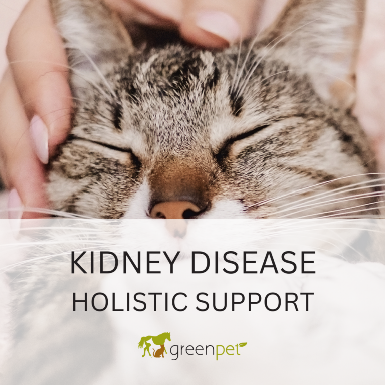 Feline Kidney Disease Holistic Support Guide - Greenpet - Feline Kidney Stone And Uti Disease Management