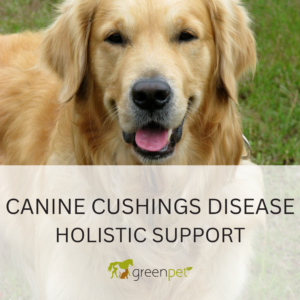 Canine Cushings Disease Holistic Support Guide