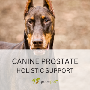 Canine Prostate Holistic Support Guide