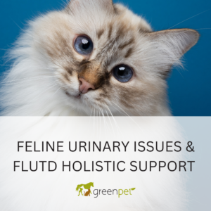 Feline Urinary Issues & FLUTD Holistic Support Guide