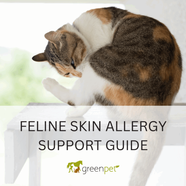 Feline Skin Allergy Holistic Support Guide