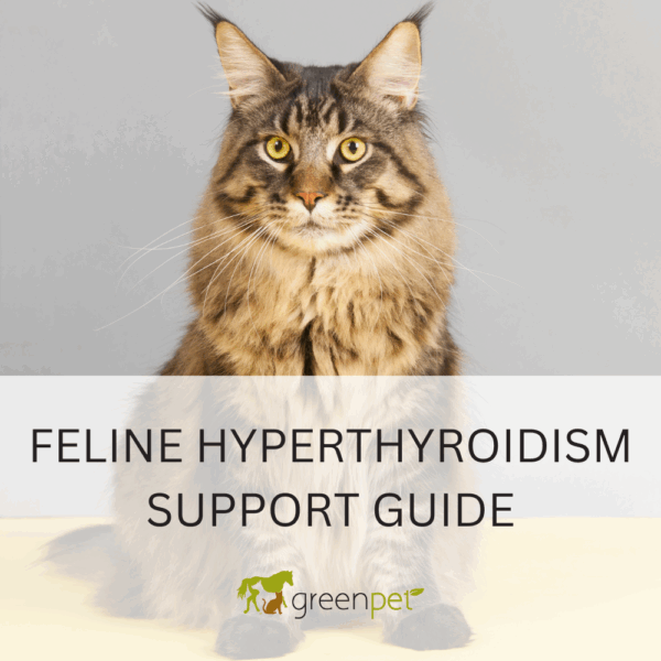 Feline Hyperthyroidism Holistic Support Guide