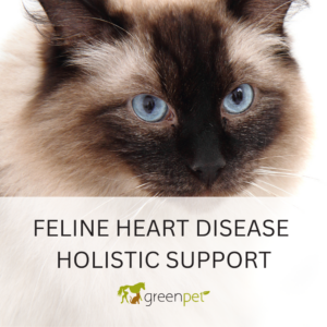 Feline Heart Disease Holistic Support Guide