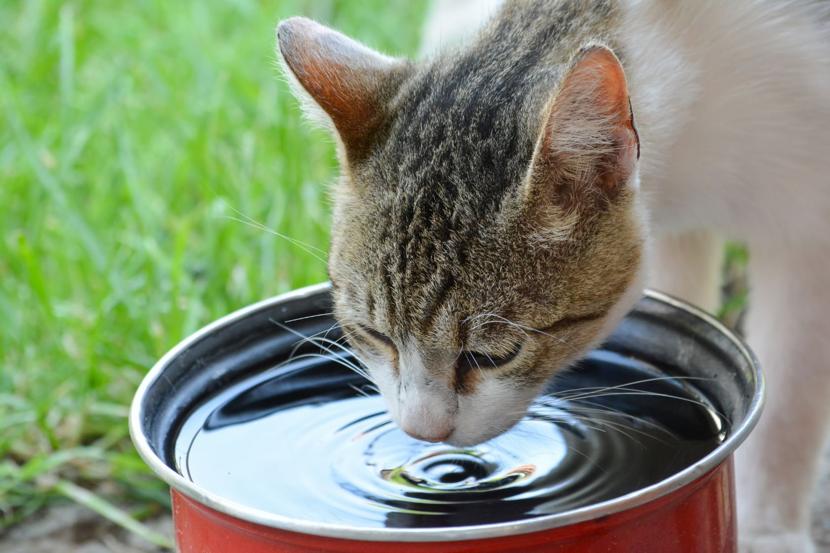 Picture of Keeping Cats Hydrated. Natural Ways to Support Urinary Health & Prevent ...