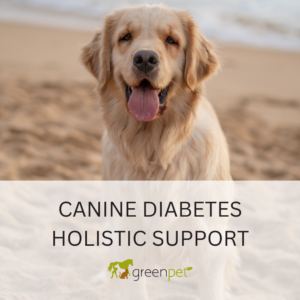 Canine Diabetes Holistic Support Guide