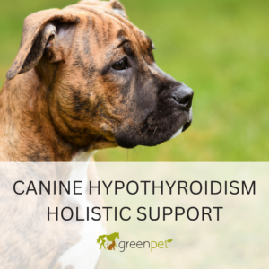 Canine Hypothyroidism Holistic Support Guide