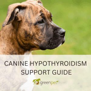 Canine Hypothyroidism Holistic Support Guide