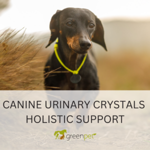 Canine Urinary Crystals Holistic Support Guide