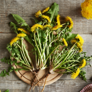 Dandelion Leaf
