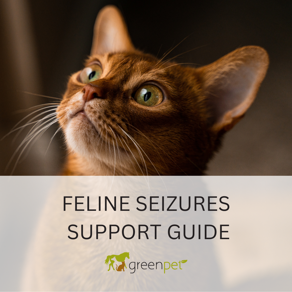Feline Seizures Holistic Support Guide