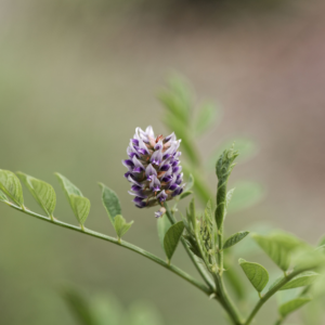 Licorice Root Powder