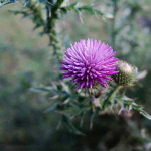 Milk Thistle (St Mary's Thistle) Seed Powder